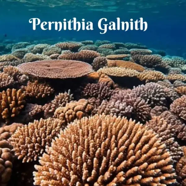 Pernithia Galnith