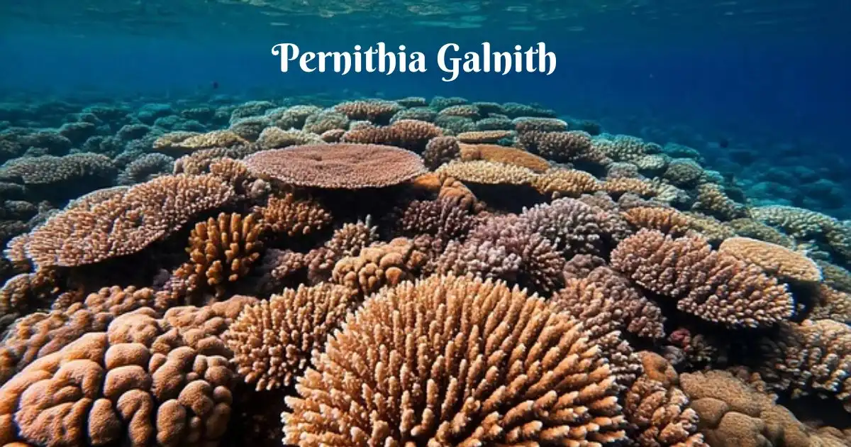 Pernithia Galnith